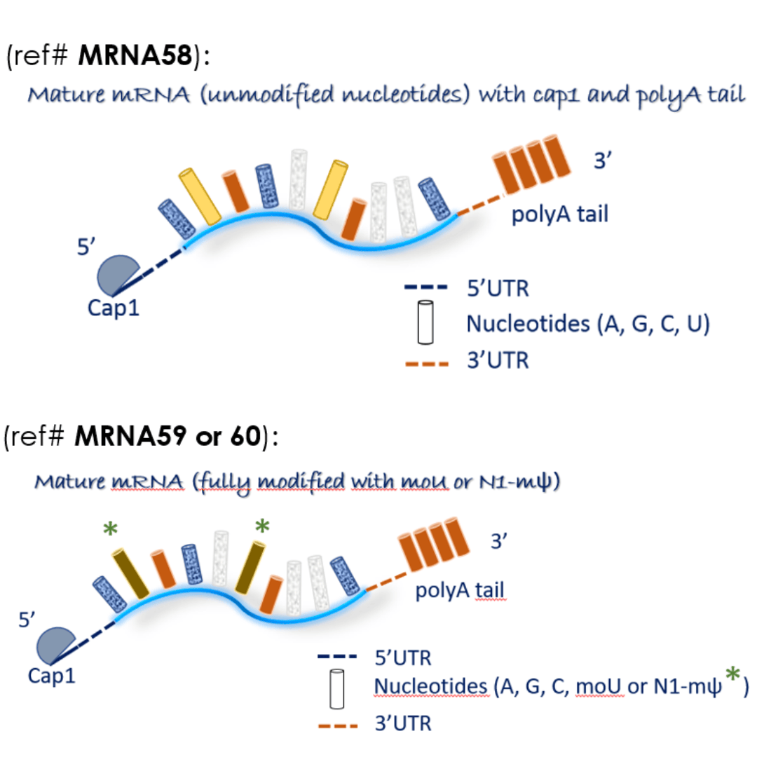 mRNA c-Myc